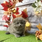 スコティッシュフォールド(折れ耳)【宮城県・男の子・2025年9月28日・ブルー】の写真1