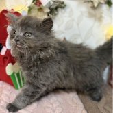 スコティッシュフォールド(立ち耳)