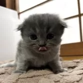 スコティッシュフォールド(折れ耳)【宮城県・男の子・2025年9月28日・ブルー】の写真2