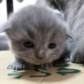 スコティッシュフォールド(折れ耳)【宮城県・男の子・2025年9月28日・ブルー】の写真3