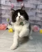 スコティッシュフォールド(立ち耳)【宮城県・女の子・2024年11月22日・ブラック&ホワイト】の写真8