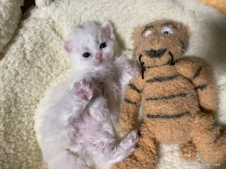 ID：2201-01987の子猫