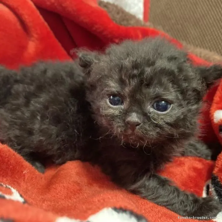 ID：2207-03156の子猫