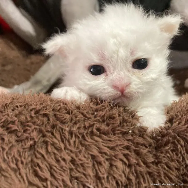 ID:2207-03155の子猫