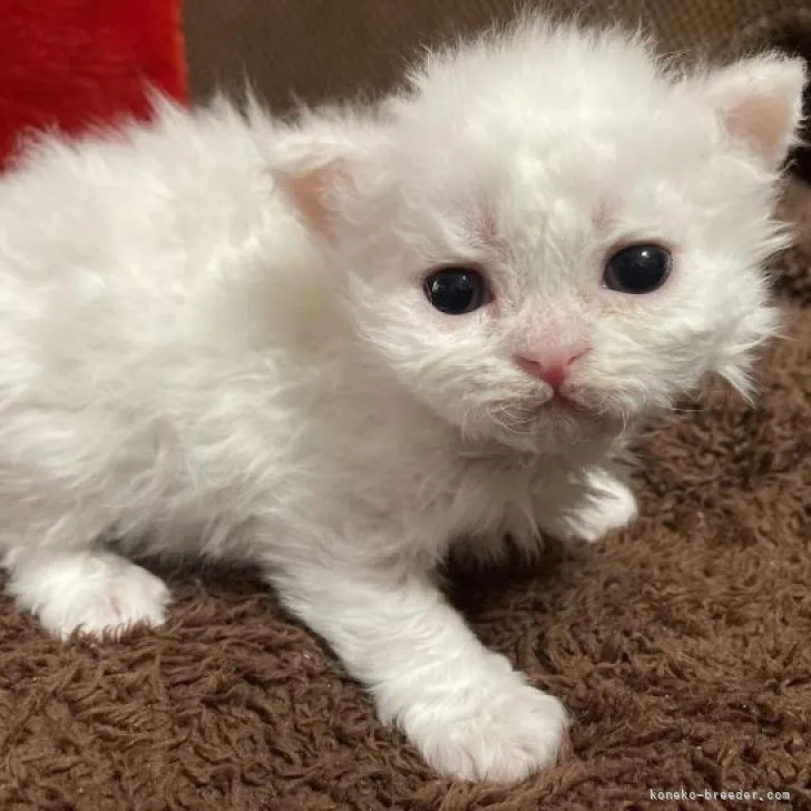 ID:2207-03157の子猫