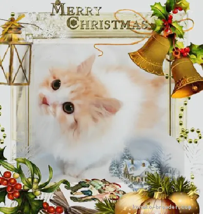 ID：1912-00846の子猫