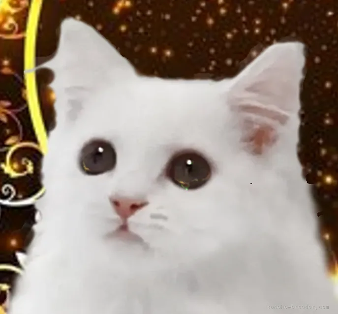 ID：2109-00708の子猫