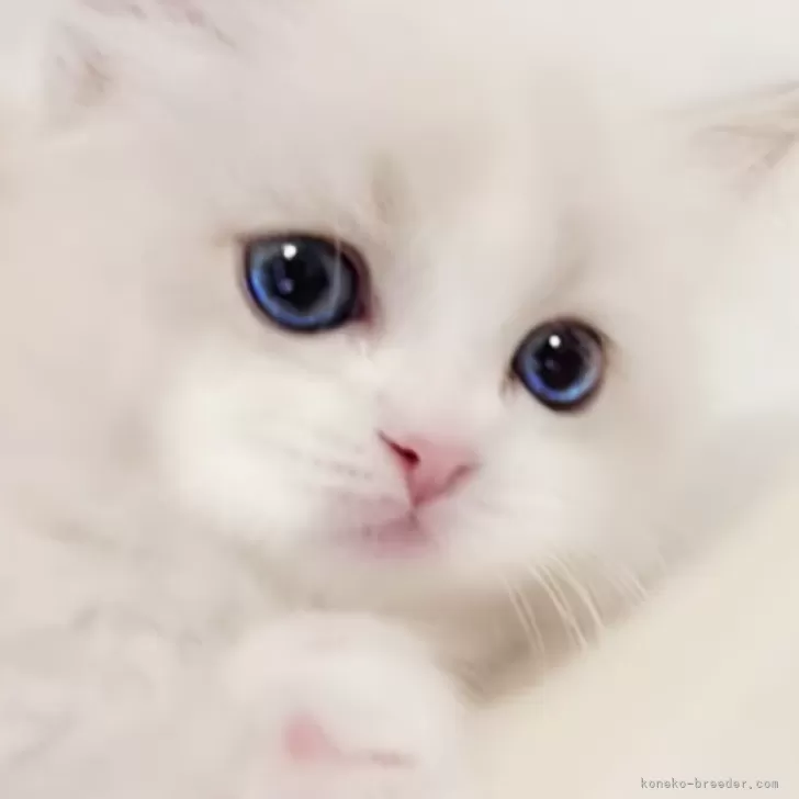 ID:2404-02658の子猫