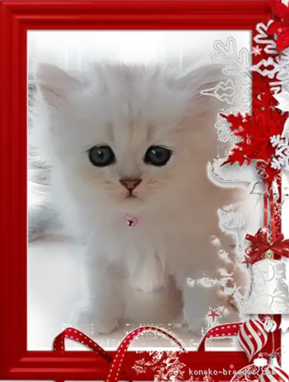 ID:1810-00151の子猫