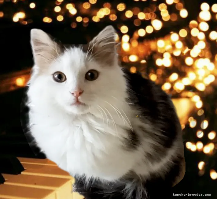 ID:2110-01984の子猫