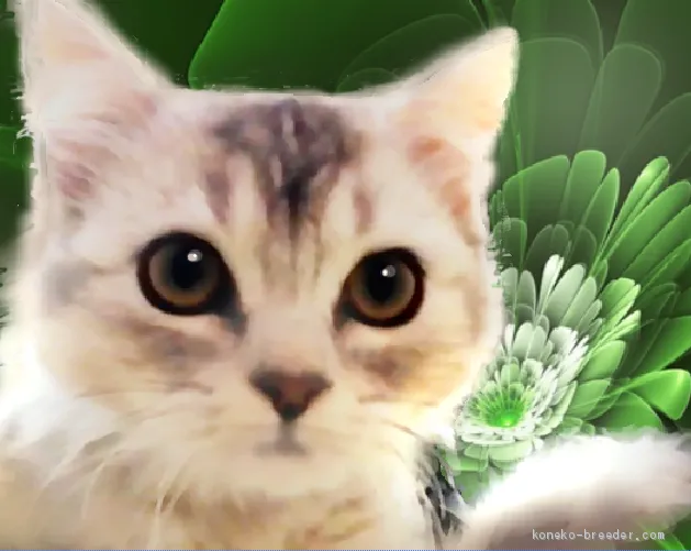 T.F 様のお迎えした子猫