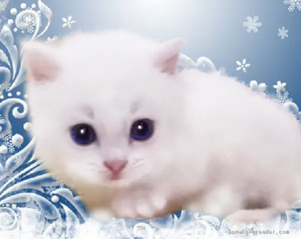 ぶろろん 様のお迎えした子猫