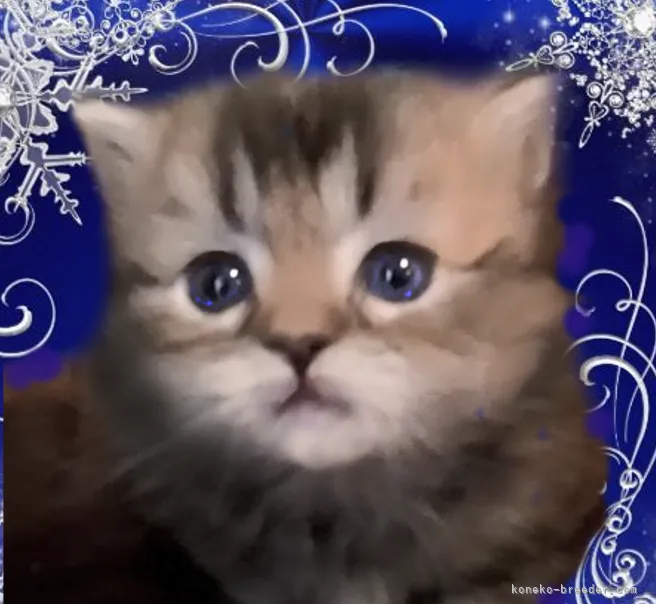 ID:2111-02249の子猫