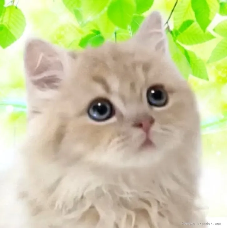 ID:2304-01312の子猫