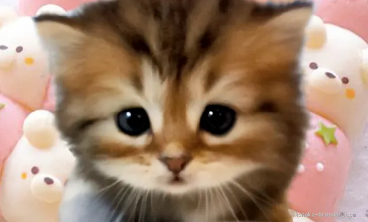 ID:2012-01284の子猫