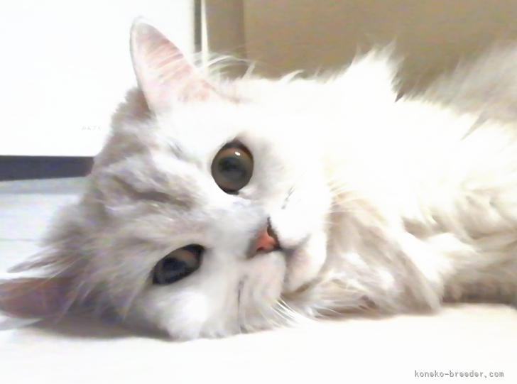 ミヌエット【・女の子・2021年5月15日・シルバータビー&amp;ホワイト】