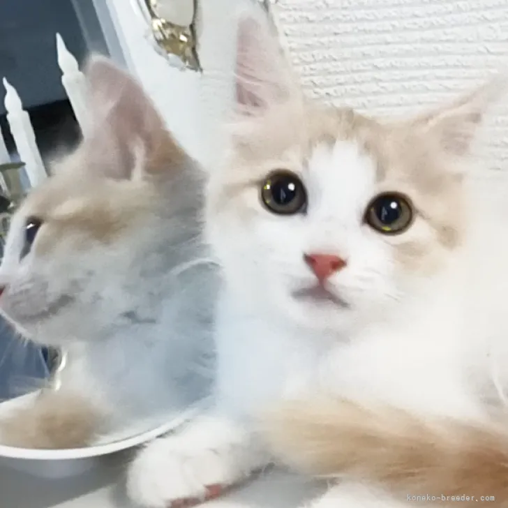 ID:2207-02283の子猫