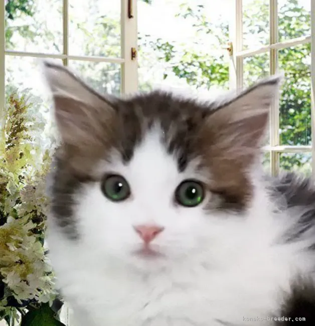 ID:2106-00618の子猫