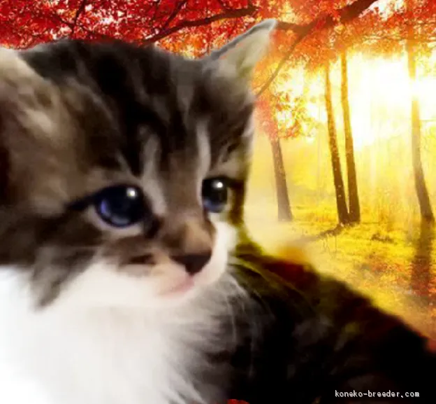 t 様のお迎えした子猫