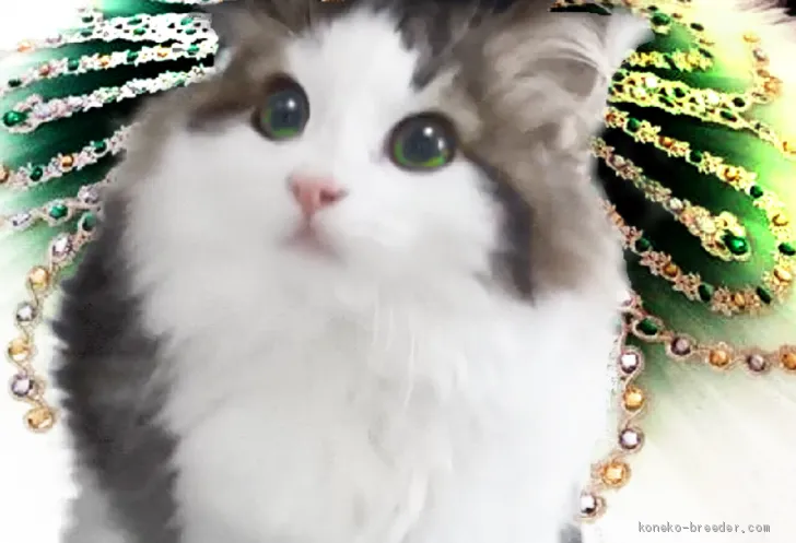 ID:2011-01151の子猫