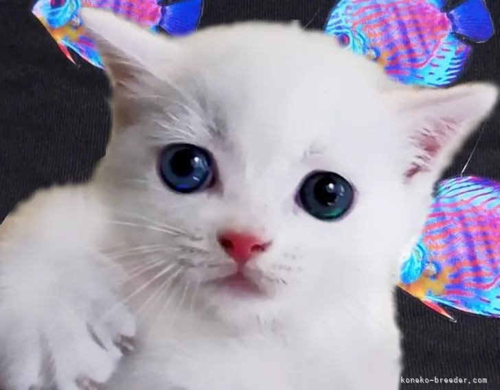 ID：2108-01605の子猫