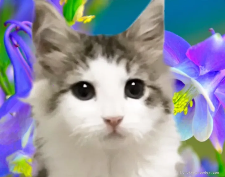 ID:2105-01535の子猫
