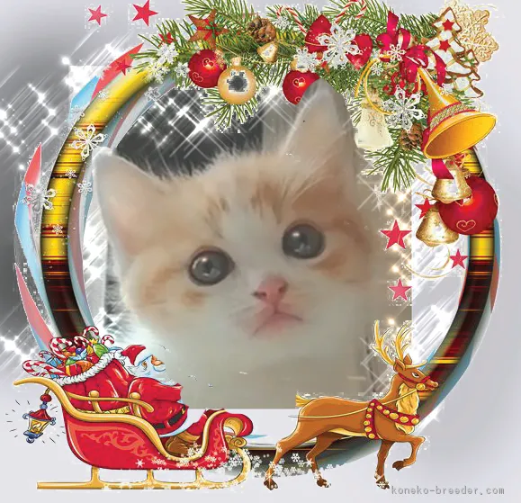 ID：1810-00268の子猫