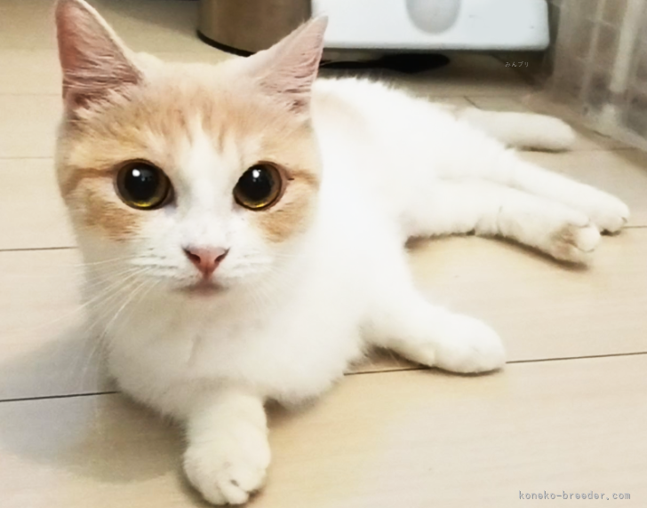 マンチカン【・女の子・2024年5月7日・レッドタビー&amp;ホワイト】