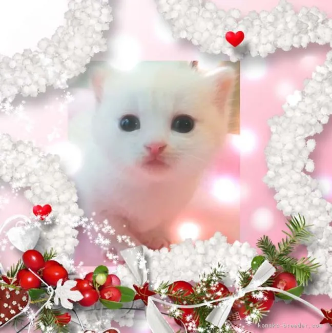 ID:1810-00359の子猫