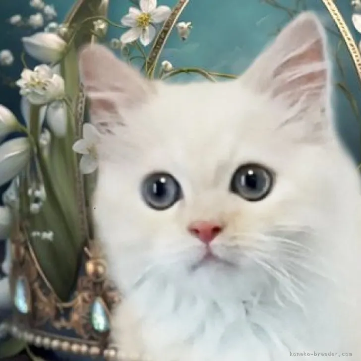 ID:2304-02568の子猫