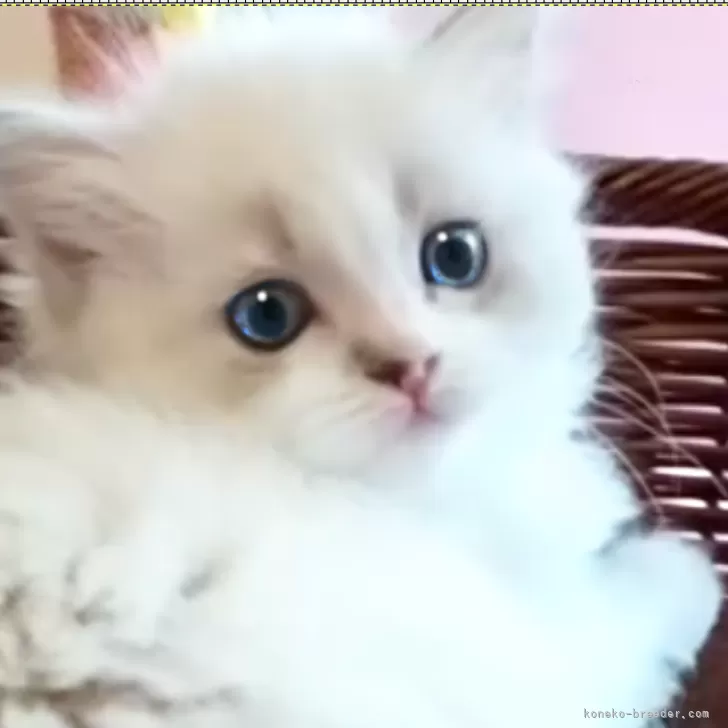 ID:2404-02301の子猫