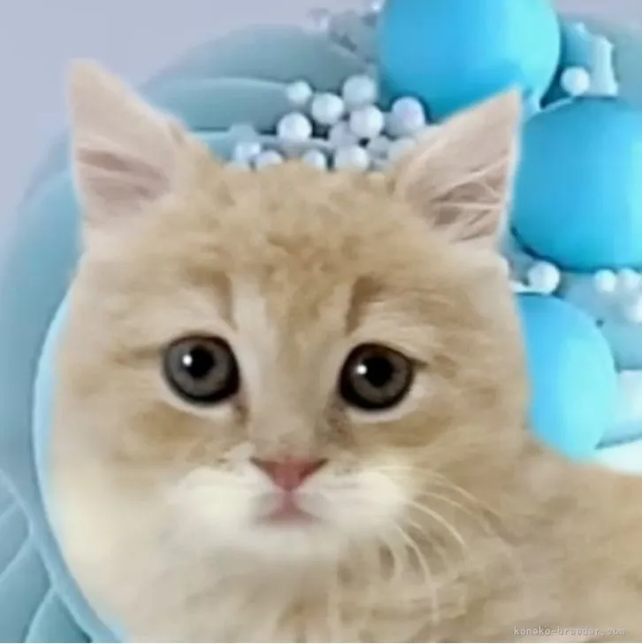 ID：2304-02145の子猫