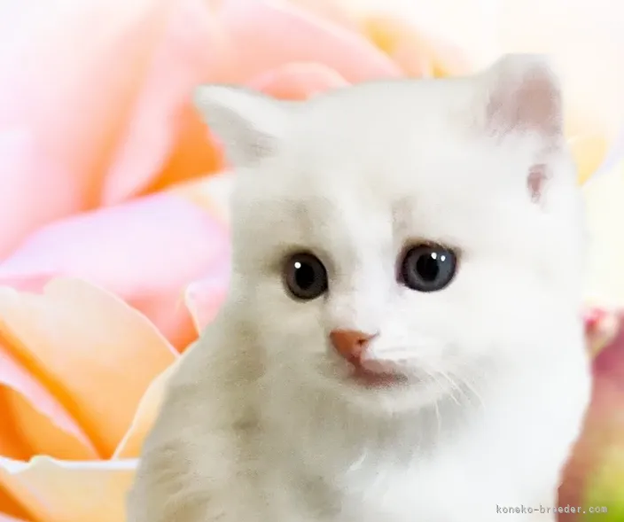 ID：2202-01385の子猫