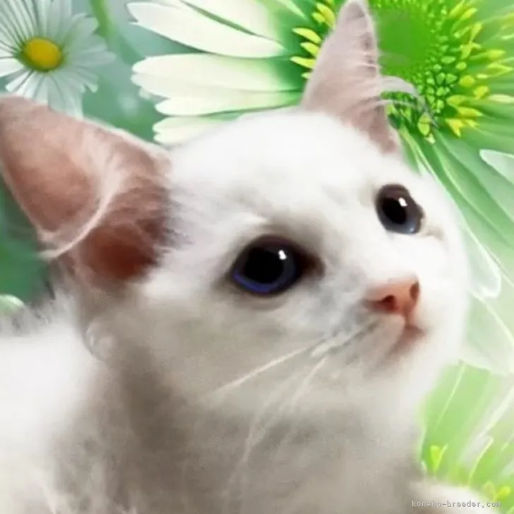 ID:2307-02361の子猫