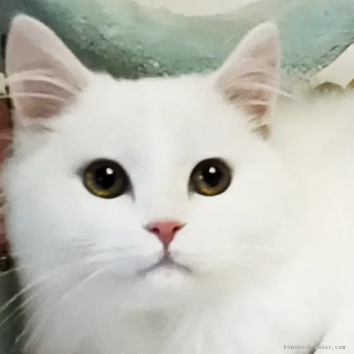 ID:2209-01400の子猫