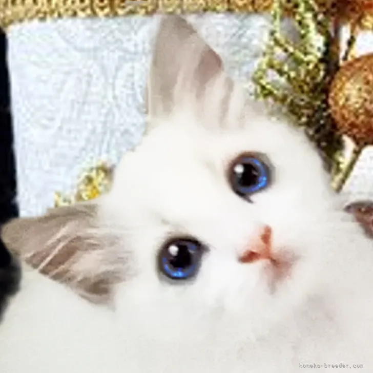 ID:2209-01186の子猫