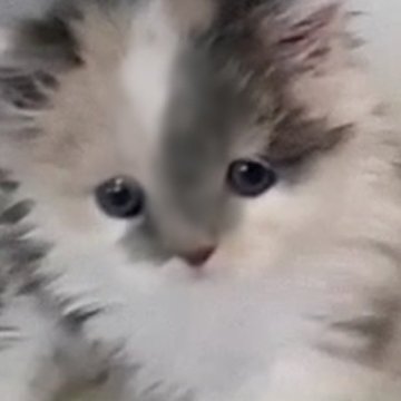 マンチカン(長足)【千葉県・女の子・2023年3月7日・ダイリュートキャリコ】の写真「美しいキメララインのダイキャリちゃん」