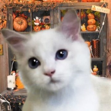 ラグドール【千葉県・男の子・2023年5月1日・ブルーポイントバイカラー】の写真「遊ぶの大好きかわいい甘えん坊」