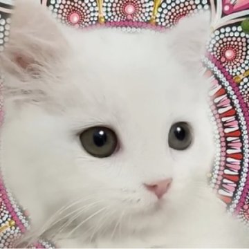 マンチカン(長足)【千葉県・女の子・2023年4月21日・ホワイト】の写真「カップイン大好きなホワイト姫」