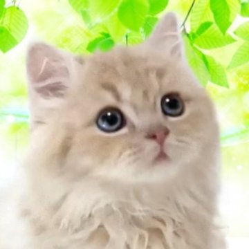 マンチカン(短足)【千葉県・男の子・2023年3月7日・クリーム&ホワイト】の写真「短い脚で走る姿は何とも言えない可愛さ」