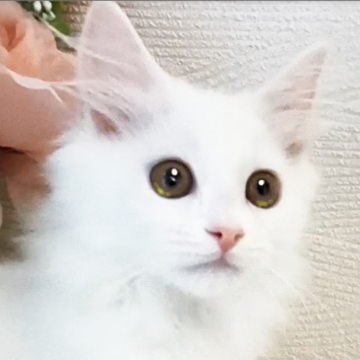 マンチカン【千葉県・男の子・2022年6月15日・ホワイト】の写真「人懐っこい真っ白ふわふわ激カワボーイ」