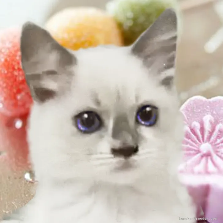 O.N 様のお迎えした子猫