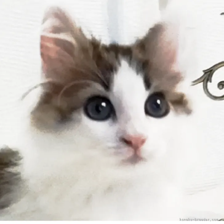ID:2207-00217の子猫