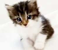 ノルウェージャンフォレストキャット【千葉県・女の子・2020年8月27日・ブラウンタビー&ホワイト】の写真2「9月20日撮影」