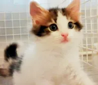 ノルウェージャンフォレストキャット【千葉県・男の子・2019年7月19日・ブラウンタビー&ホワイト】の写真2「9月12日撮影」