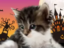 ノルウェージャンフォレストキャット【千葉県・女の子・2020年8月27日・ブラウンタビー&ホワイト】の写真3「9月20日撮影」