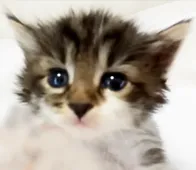 ノルウェージャンフォレストキャット【千葉県・女の子・2020年8月27日・ブラウンタビー&ホワイト】の写真4「9月20日撮影」