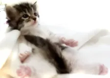 ノルウェージャンフォレストキャット【千葉県・女の子・2020年8月27日・ブラウンタビー&ホワイト】の写真5「9月20日撮影」