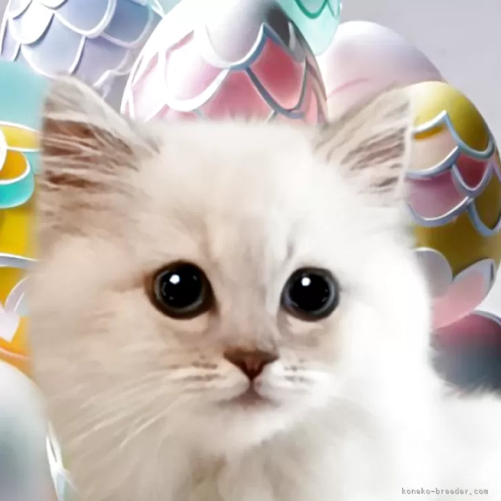 ID:2505-00222の子猫
