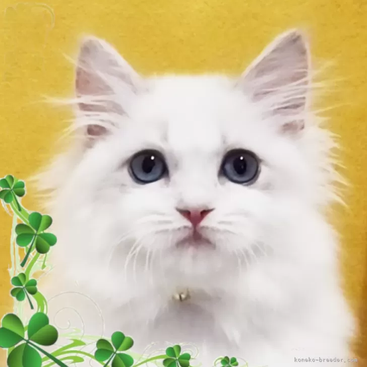 r 様のお迎えした子猫